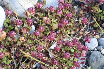 Wilhelmsia physodes, photographed by Syd Cannings