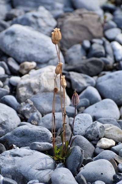 Silene involucrata, photographed by Syd Cannings