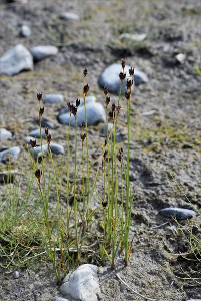 Juncus castaneus, photographed by Syd Cannings
