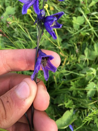Delphinium crassifolium, photographed by Rose Zappa