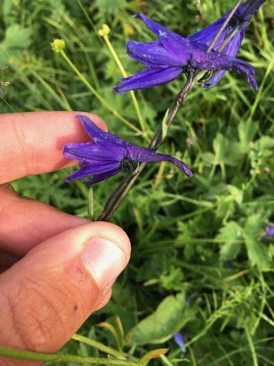 Delphinium crassifolium, photographed by Rose Zappa