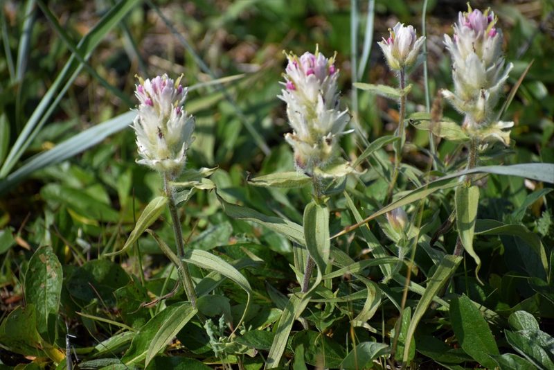 Castilleja elegans, photographed by Syd Cannings