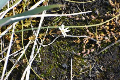 Stellaria humifusa, photographed by Syd Cannings