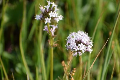 Valeriana capitata, photographed by Syd Cannings