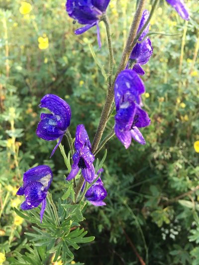 Aconitum baicalense, photographed by Rose Zappa