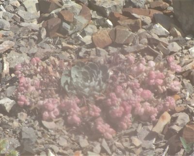 Physaria didymocarpa, photographed by mfeaver