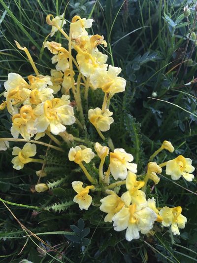 Pedicularis longiflora, photographed by Rose Zappa