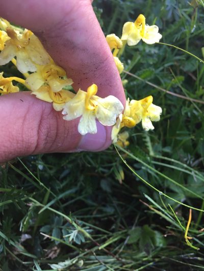 Pedicularis longiflora, photographed by Rose Zappa