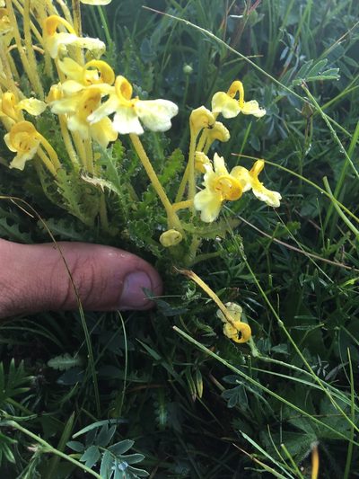 Pedicularis longiflora, photographed by Rose Zappa