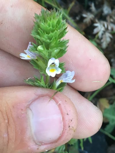 Euphrasia pectinata, photographed by Rose Zappa