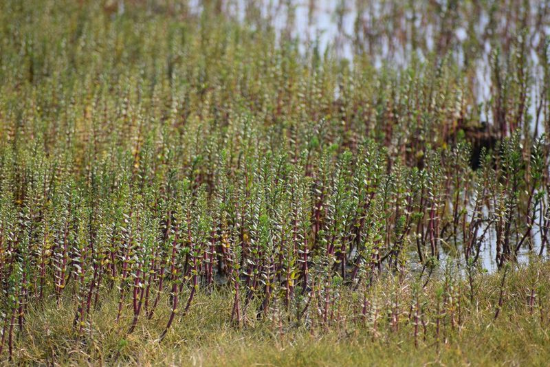 Hippuris lanceolata, photographed by Syd Cannings