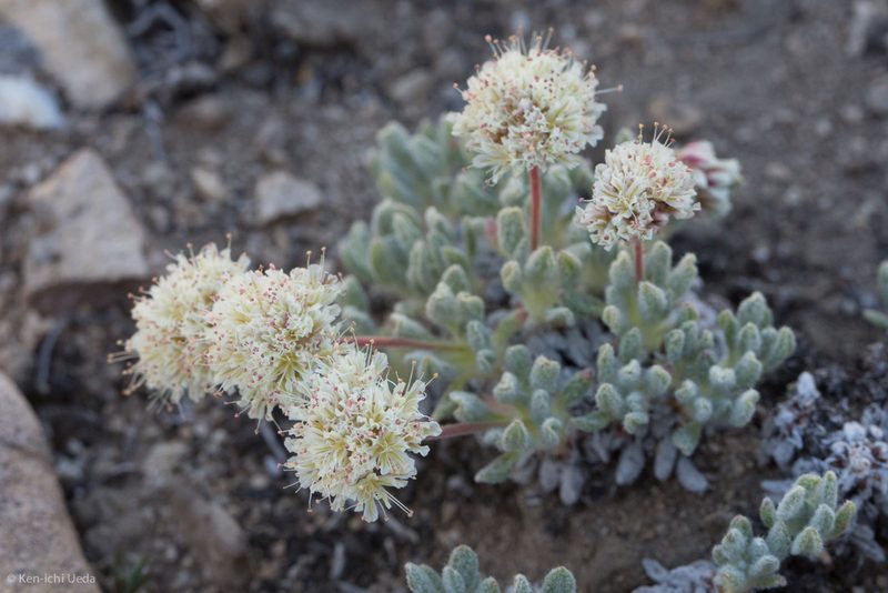 Eriogonum gracilipes, photographed by Ken-ichi Ueda