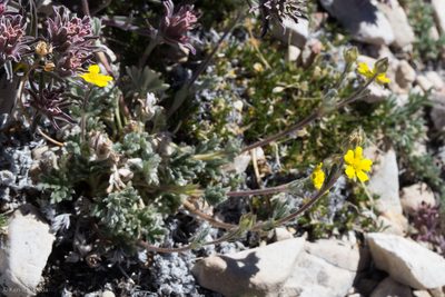 Potentilla pseudosericea, photographed by Ken-ichi Ueda