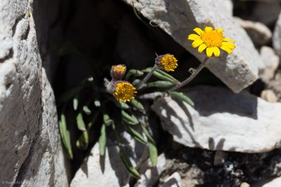 Packera werneriifolia, photographed by Ken-ichi Ueda