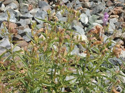 Penstemon lyallii, photographed by mfeaver
