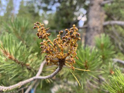 Arceuthobium americanum, photographed by Reid Hardin