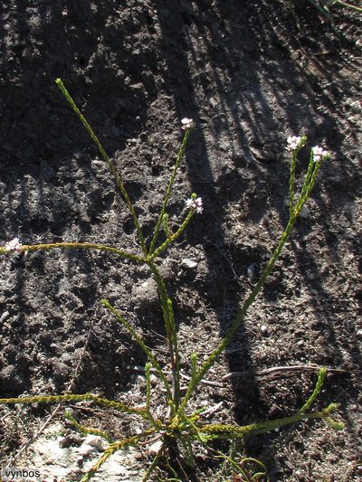 Euchaetis glomerata, photographed by Chris Vynbos