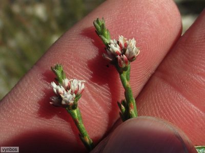 Euchaetis glomerata, photographed by Chris Vynbos