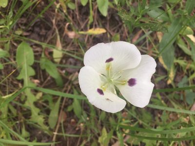 Calochortus eurycarpus, photographed by Reid Hardin