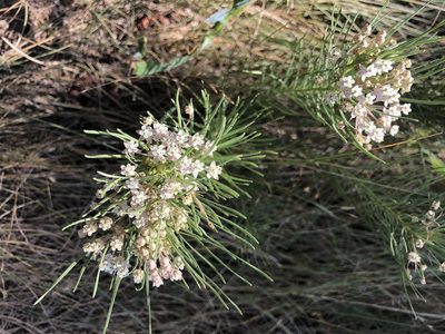 Asclepias pumila, photographed by Andrea Grover
