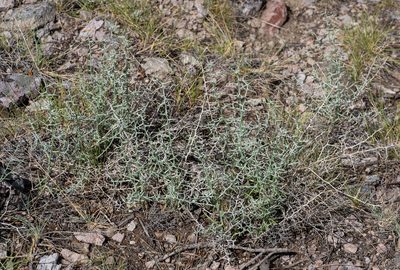 Pleiacanthus spinosus, photographed by Jesse Rorabaugh