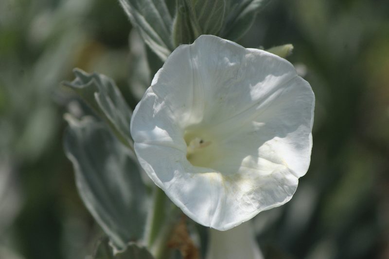 Ipomoea ciervensis, photographed by José Belem Hernández Díaz