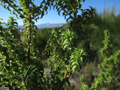 Cliffortia ceresana, photographed by Chris Vynbos