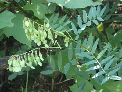 Hedysarum sulphurescens, photographed by mfeaver