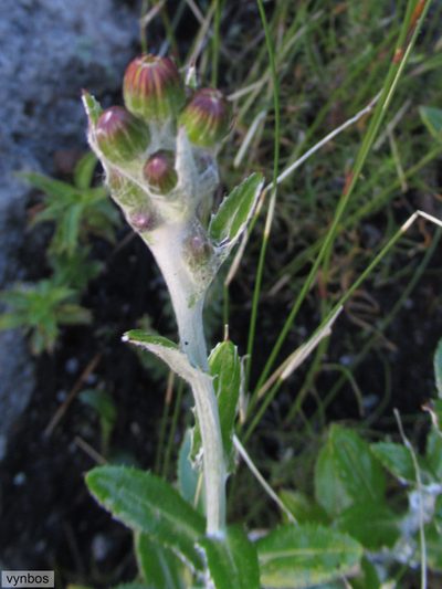 Oresbia heterocarpa, photographed by Chris Vynbos