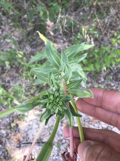 Oenothera jamesii, photographed by Cody Stricker