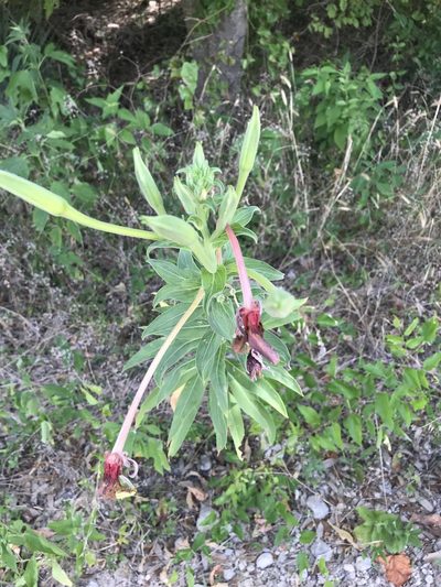 Oenothera jamesii, photographed by Cody Stricker