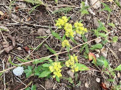 Eriogonum wootonii, photographed by CK2AZ