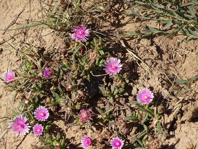 Delosperma macrostigma, photographed by Shaun Swanepoel