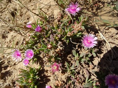 Delosperma macrostigma, photographed by Shaun Swanepoel