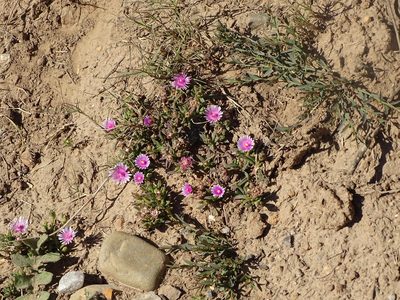 Delosperma macrostigma, photographed by Shaun Swanepoel