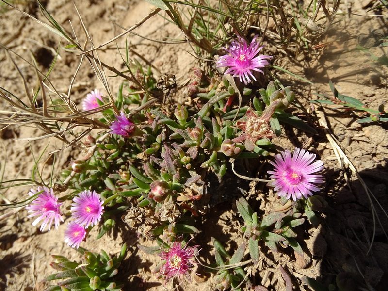 Delosperma macrostigma, photographed by Shaun Swanepoel