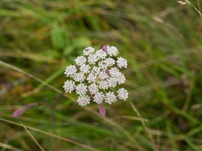Seseli annuum, photographed by Andreas Stiller