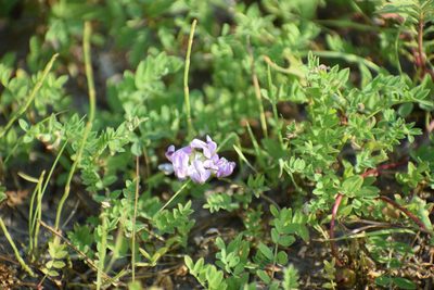 Astragalus bodinii, photographed by Syd Cannings