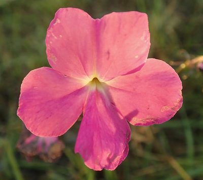 Cycnium tubulosum, photographed by Wilderness Safaris Botswana - Conservation Team