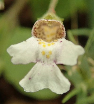 Diclis petiolaris, photographed by Wilderness Safaris Botswana - Conservation Team