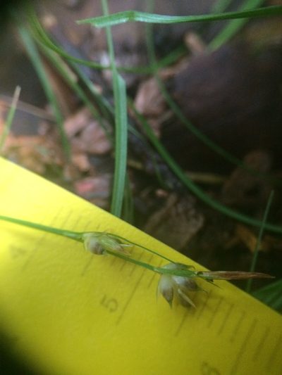 Carex novae-angliae, photographed by Étienne Lacroix-Carignan