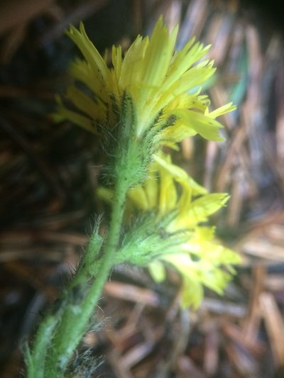 Pilosella flagellaris, photographed by Étienne Lacroix-Carignan