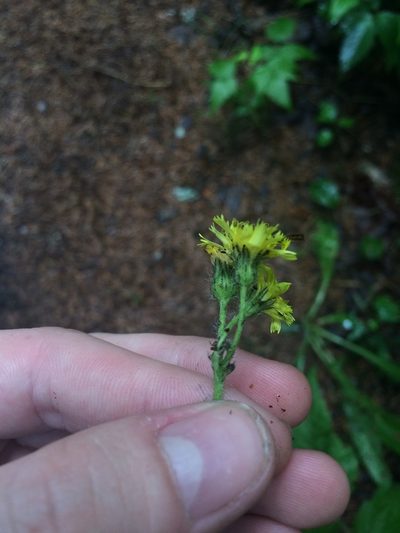 Pilosella flagellaris, photographed by Étienne Lacroix-Carignan