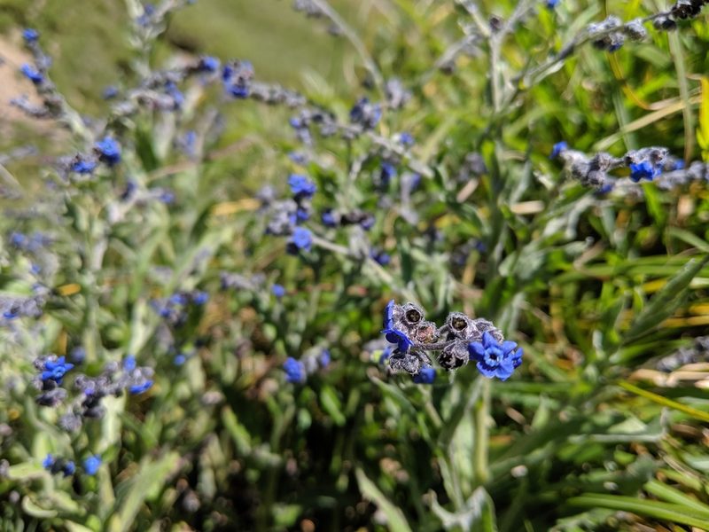 Cynoglossum alpestre, photographed by Cheng-Te Hsu