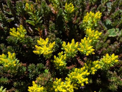 Sedum morrisonense, photographed by Cheng-Te Hsu