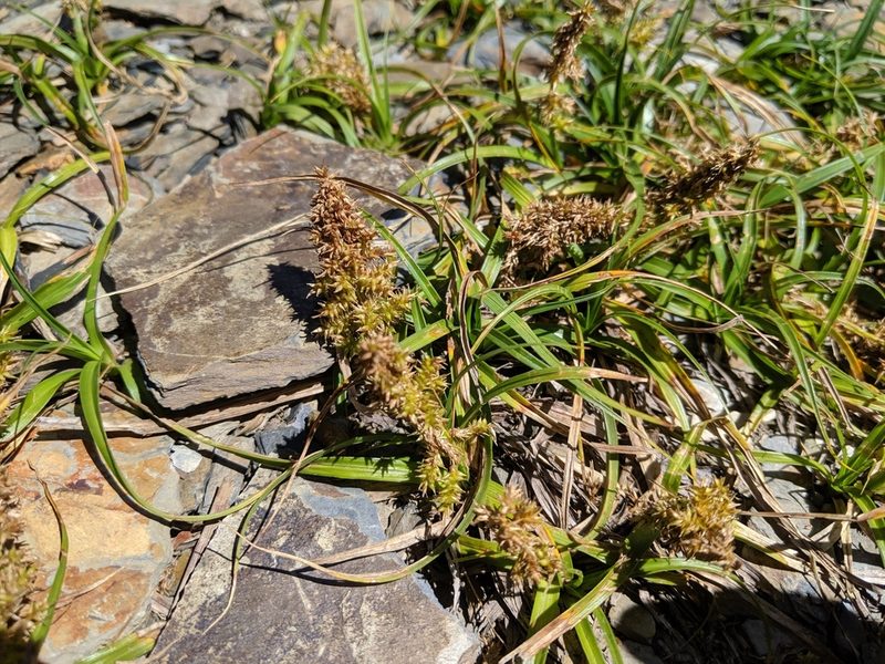 Carex satsumensis, photographed by Cheng-Te Hsu