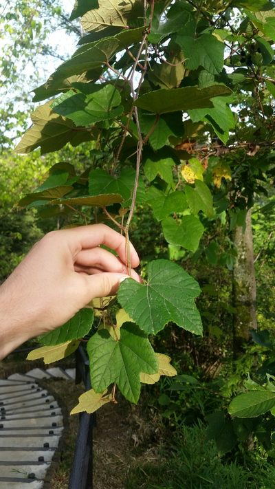 Vitis ficifolia, photographed by Daniel J. Layton