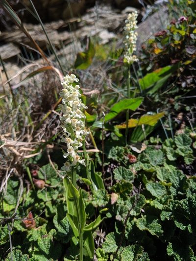 Platanthera brevicalcarata, photographed by Cheng-Te Hsu