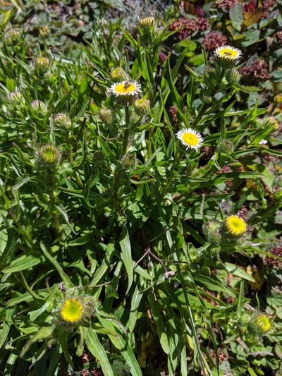 Erigeron morrisonensis, photographed by Cheng-Te Hsu