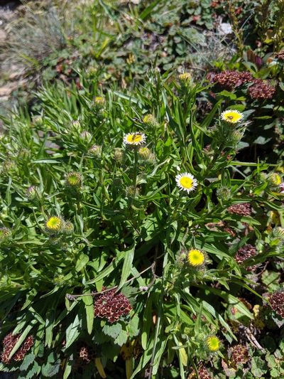 Erigeron morrisonensis, photographed by Cheng-Te Hsu